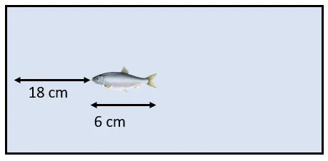 একটি অ্যাকোয়ারিয়ামে 6 cm দৈর্ঘ্যের একটি মাছ সম্মুখস্থ সমতল কাচের দিকে সরাসরি স্যাঁতার কেটে এগোচ্ছে। যদি একটি নির্দিষ্ট মুহূর্তে মাছটি কাচ থেকে 18 cm দূরে থাকে তাহলে একজন মানুষ কাচের মধ্য দিয়ে মাছটিকে দেখলে মাছটির আপাত দৈর্ঘ্য কত হবে? (দেওয়া আছে, জলের প্রতিসরাঙ্ক = <span class="katex-eq" data-katex-display="false">\frac{4}{3}</span> )